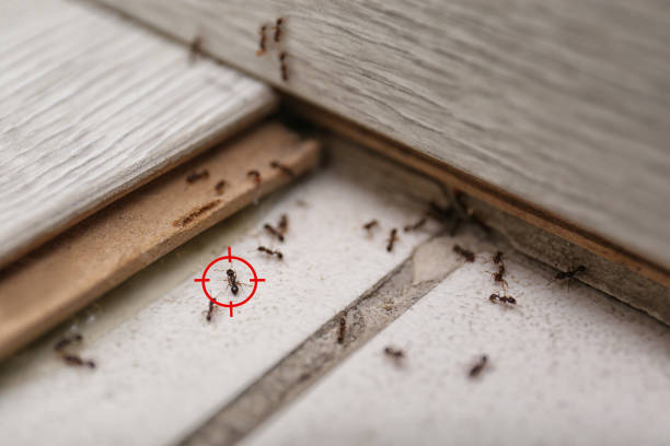 Best Residential Pest Control  in Rockdale, TX