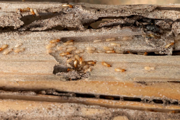 Best Pest Prevention Services  in Rockdale, TX