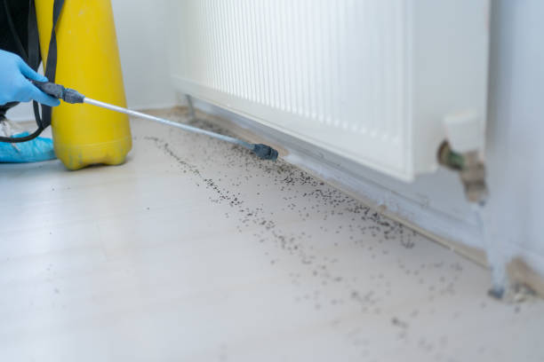 Best Cockroach Control Services  in Rockdale, TX